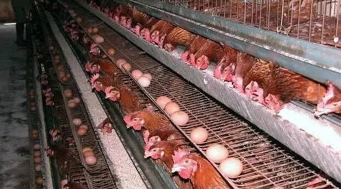 虎齿夹产蛋可能性及用途探讨