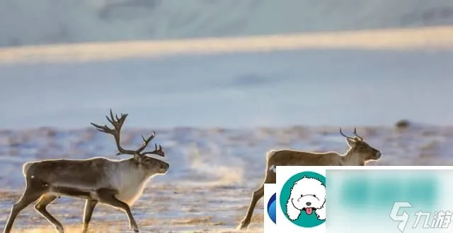 百年驼鹿攻略：山海驼鹿高效打法