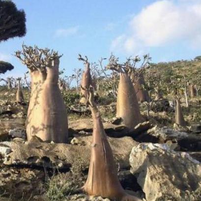 最强蜗牛巨龙之力获取攻略