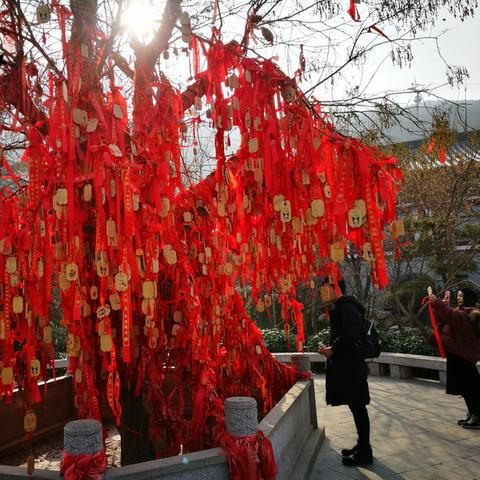 天涯明月刀手游家园许愿树种植方法