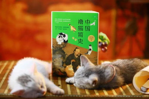 灵猫传逗猫棒使用攻略 小花园逗猫秘籍