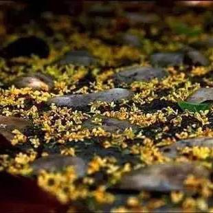 江南百景图虎丘宝箱回溯攻略，秋香回忆任务秘籍