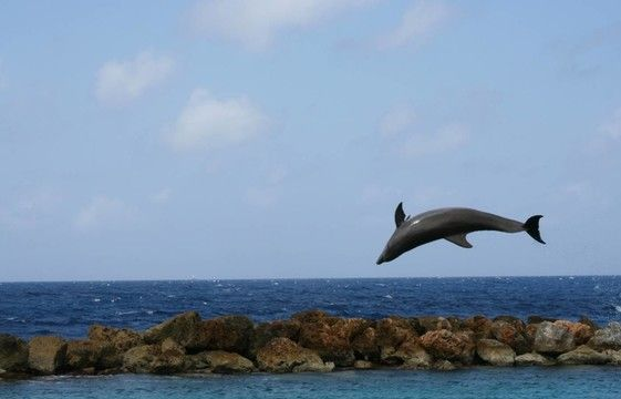 《海豚跳技巧揭秘：一败涂地海豚跳方法详解》