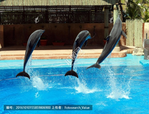 《海豚跳技巧揭秘：一败涂地海豚跳方法详解》