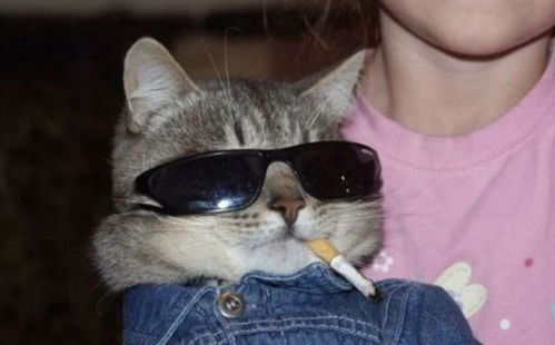 谁也别想跑第28关通关技巧攻略