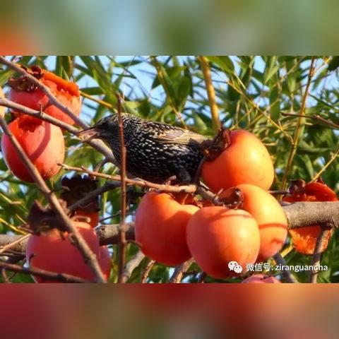 梦想新大陆自由交易机制揭秘