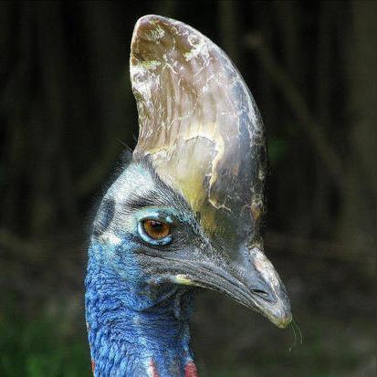 不思议皇冠玻璃匕首功效揭秘