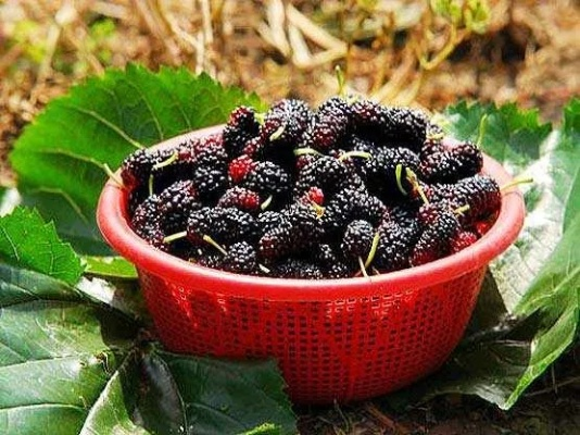 江湖悠悠桑葚酒制作食谱