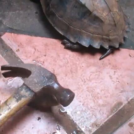 最强蜗牛下水道乌龟小伙伴获取攻略