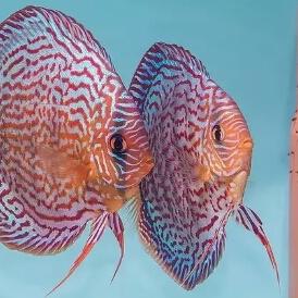 不思议皇冠小石子功效解析攻略