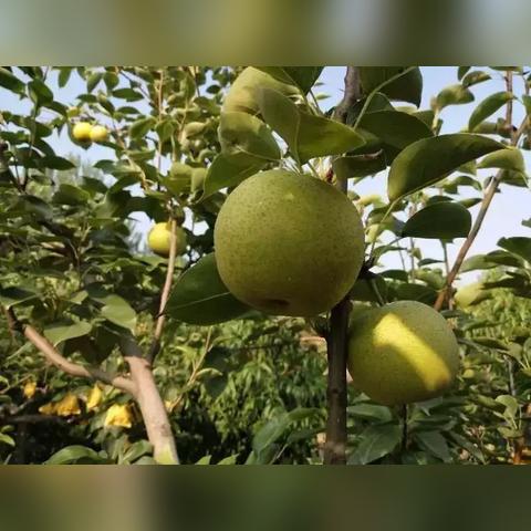 不思议皇冠恶魔之握武器图鉴攻略