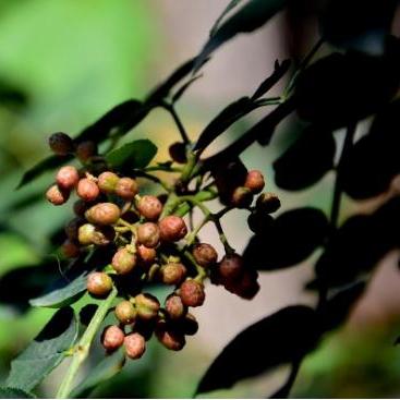 犯罪大师半熟果实答案凶手揭秘