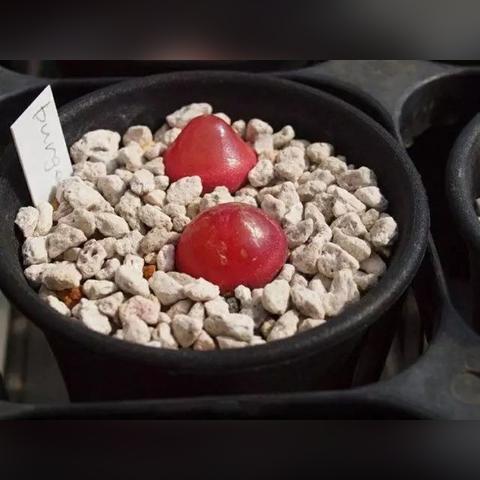 光遇富士山位置揭秘