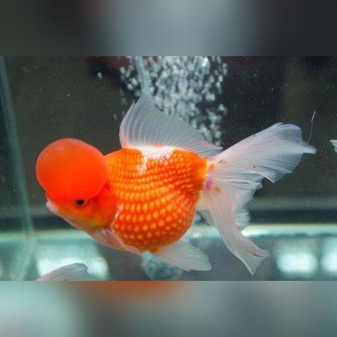 不思议皇冠无头骑士之剑攻略解析