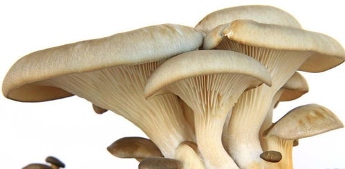 最强蜗牛蘑菇吃法攻略：详解食用技巧