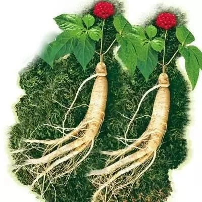 侠客人参功效与作用揭秘