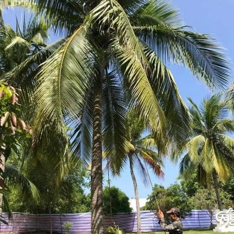 天涯明月刀手游图鉴拍照攻略