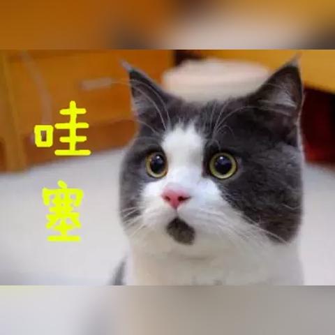 天涯明月刀手游哈士奇获取方法攻略