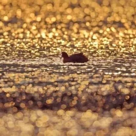 魔法少女升级必备：观鸟令技能核心材料