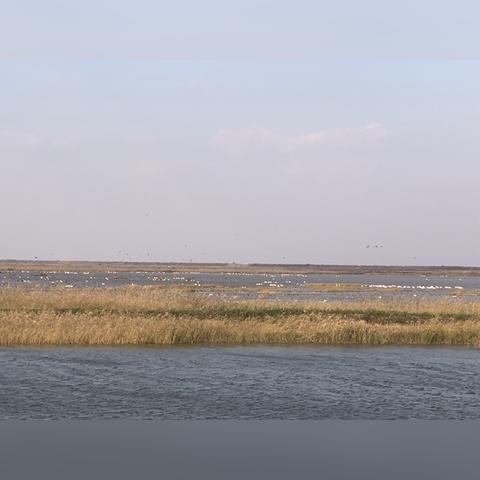 魔法少女升级必备：观鸟令技能核心材料