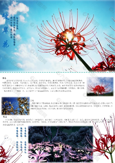 华夏彼岸花位置揭秘