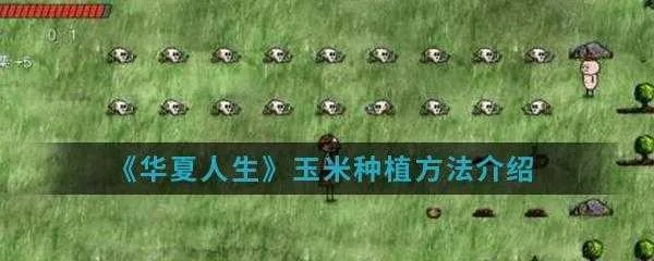 华夏人生玉米种植技巧 农作物耕种指南