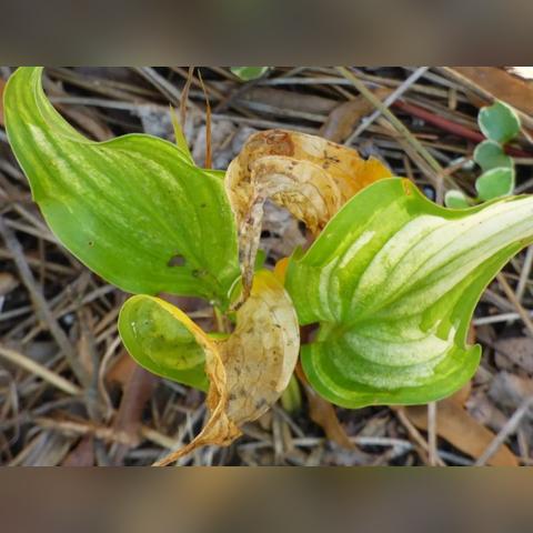 勇者翠绿玉簪武器属性技能获取攻略