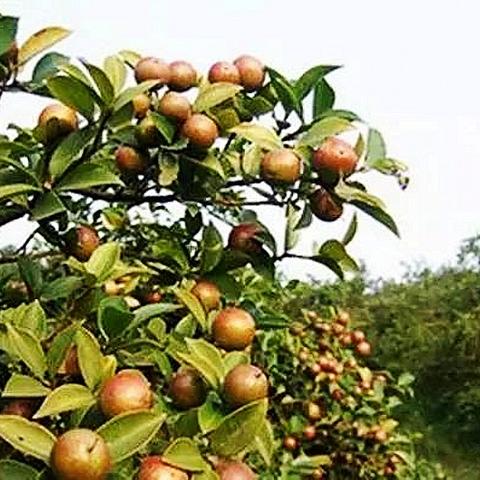 光遇墓土先祖坐标揭秘