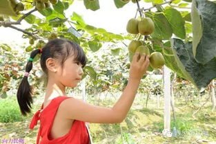 诺亚之心果实采摘攻略，获取技巧