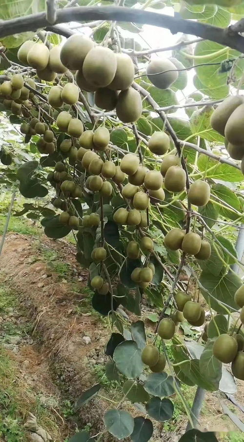 诺亚之心果实采摘攻略，获取技巧