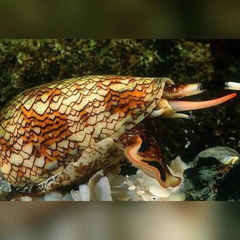 最强蜗牛不可思议海域航海技能选择攻略