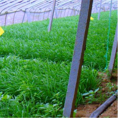 元素方尖特殊英雄介绍