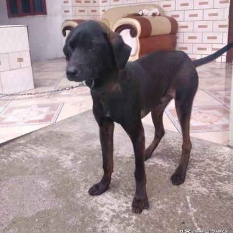 元素方尖1-6密林之争攻略，支持哪方？