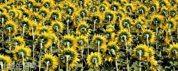 悠长假期向日葵种植方法
