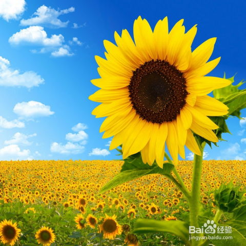 悠长假期向日葵功效详览