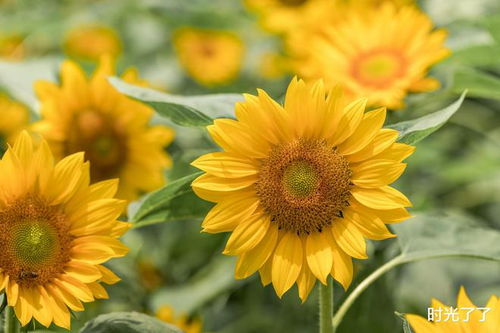 悠长假期向日葵功效详览