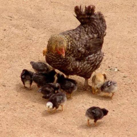 悠长假期家禽养殖攻略 家禽养殖技巧揭秘