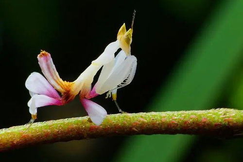 悠长假期兰花螳螂昆虫图鉴