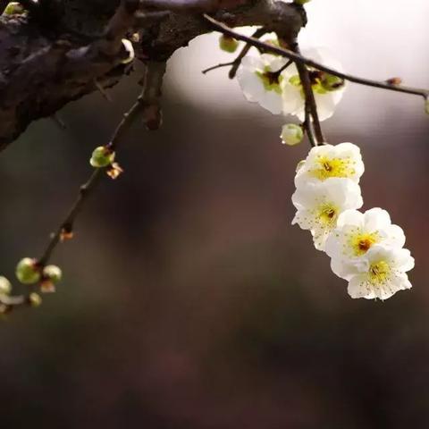 烟雨江湖泠月宫任务攻略：高效完成技巧