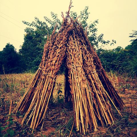 悠长假期作物种植技巧攻略