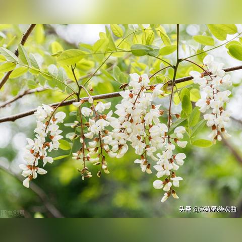 悠长假期珍珠获取攻略：海量珍珠领取技巧