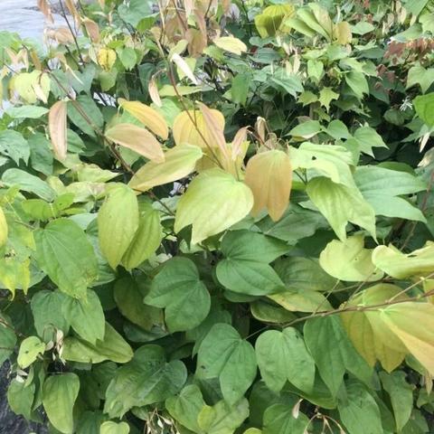 悠长假期花蜜使用指南 花蜜功效及兑换攻略