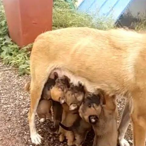 基于学习让妈妈开心第7关攻略 游戏通关技巧