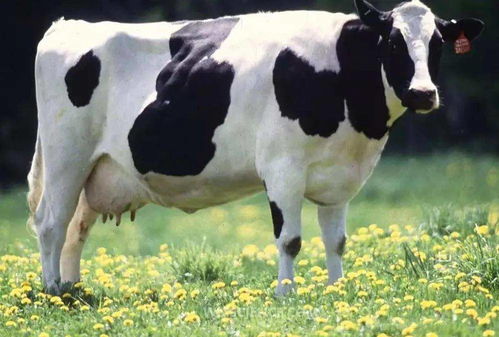 奶牛镇花峰位置及行程攻略