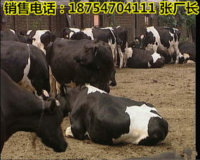 奶牛镇花峰位置及行程攻略