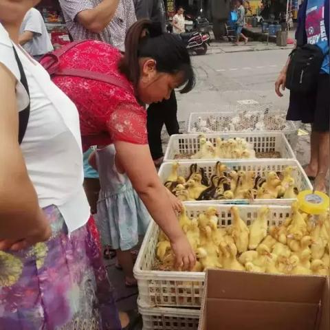 元气小黄鸭有何妙用？揭秘彩蛋功能