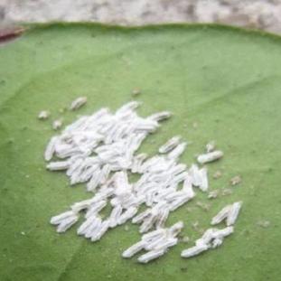 最强蜗牛虫洞装置功效解析