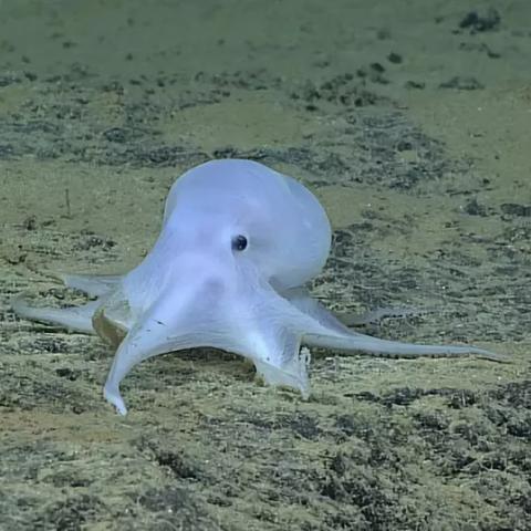 深渊恐惧Steam明日发售，68元解锁诡异谜题