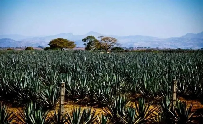 《33号远征队》原声音乐：龙舌兰之惊艳内核