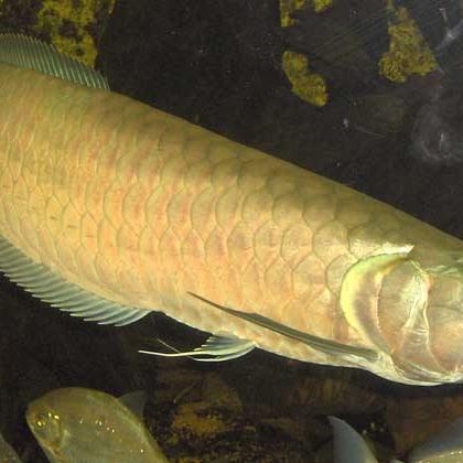 智能仿生观赏鱼“金鳞”亮相，水中假乱真